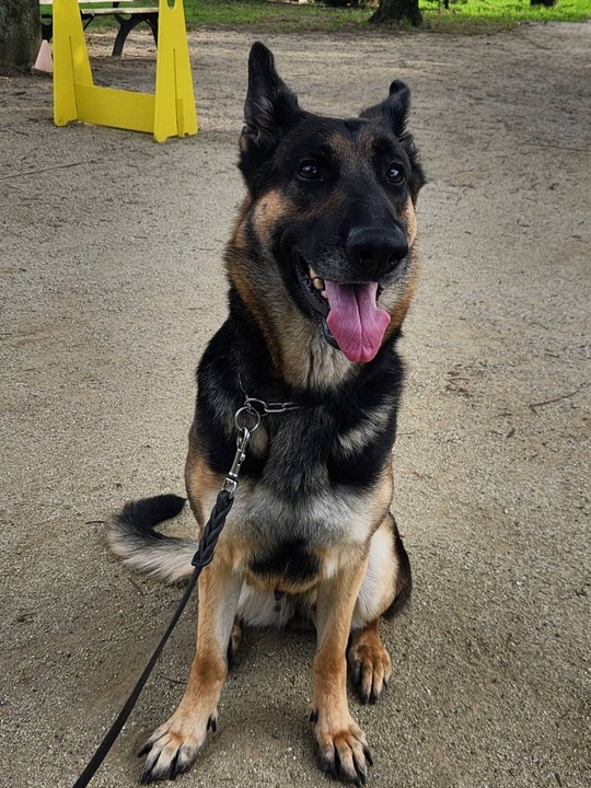 家族が決まった成犬紹介